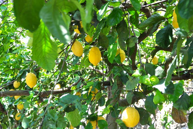 Citronniers