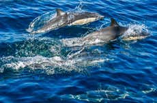 Avistamento de cetáceos no golfo de Taranto