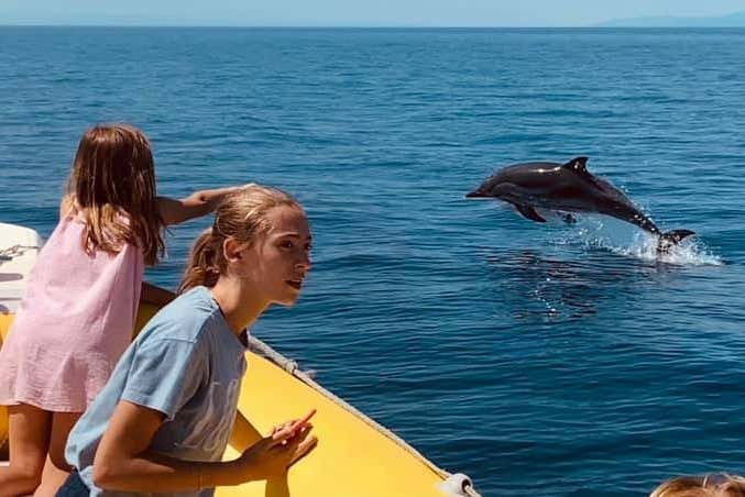 Observation de dauphins