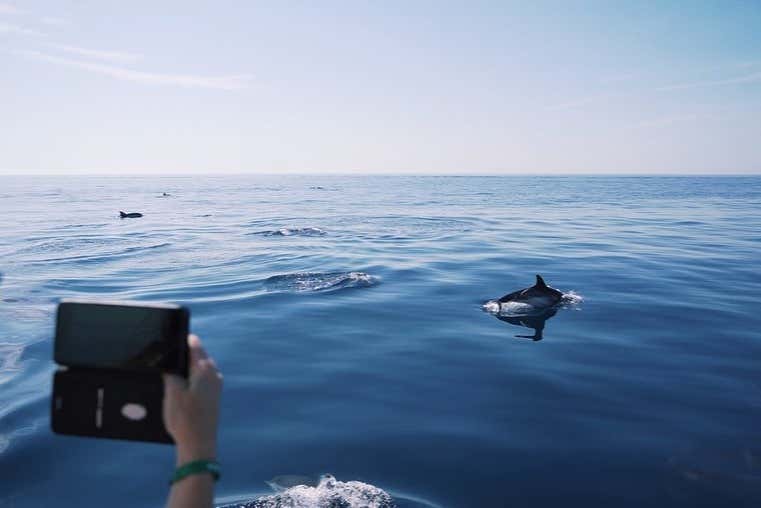 Dauphins dans le golfe de Tarente