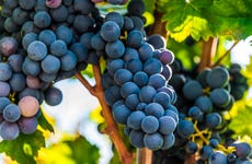 Dégustation de vins dans la vallée d'Itria