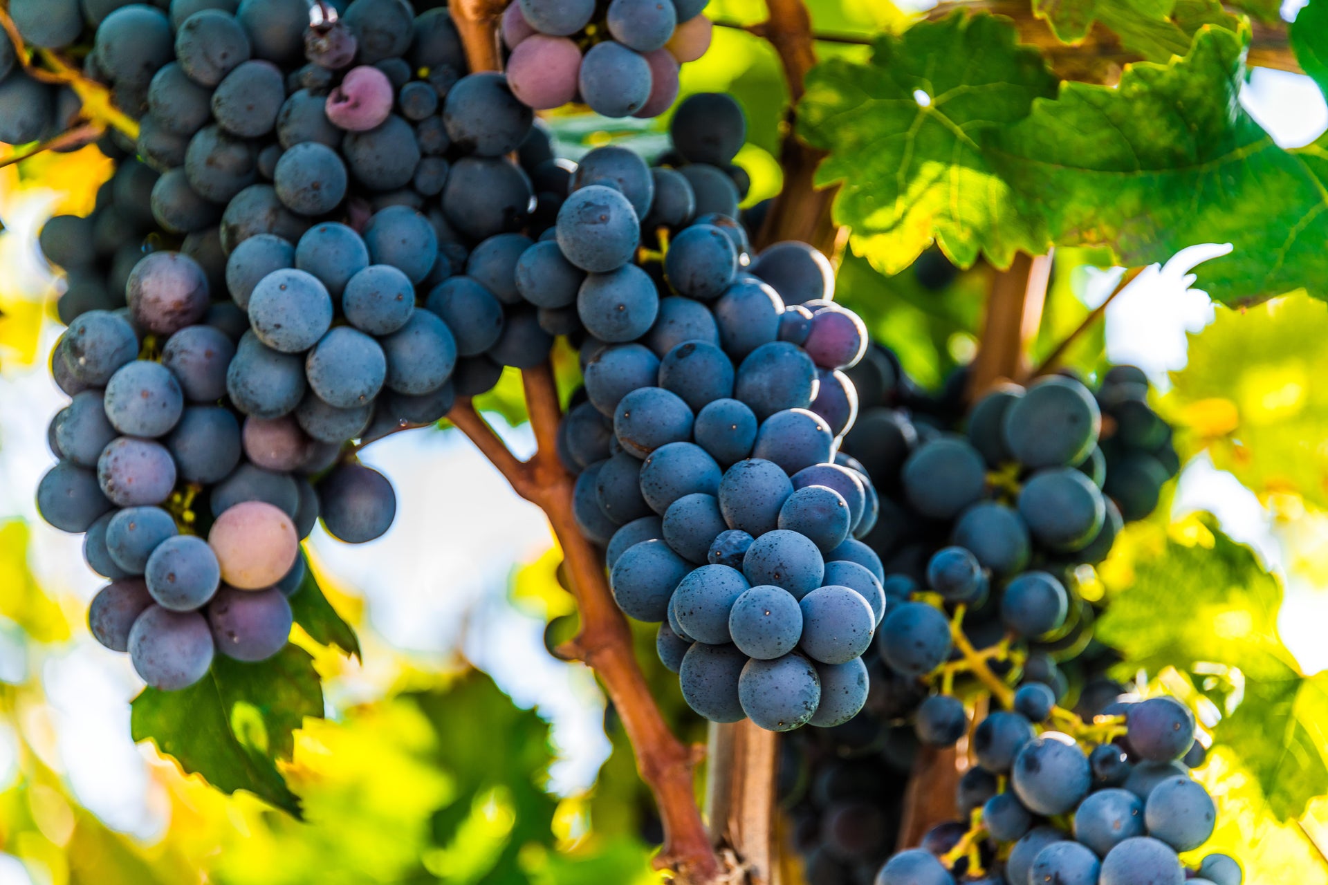 Dégustation de vins dans la vallée d'Itria