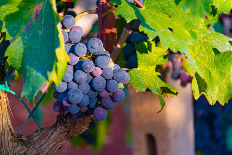 Uvas en los viñedos del sur de Italia