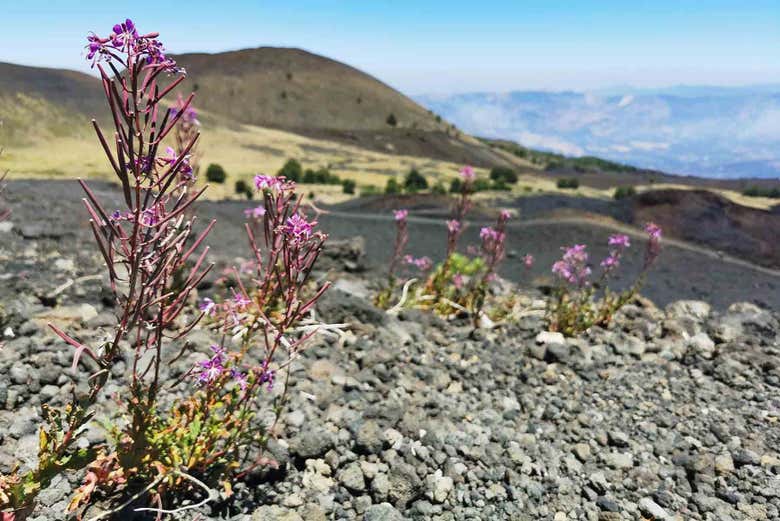Plantes endémiques de l'Etna