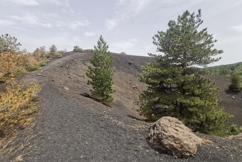 Arbres et végétation sur l'Etna