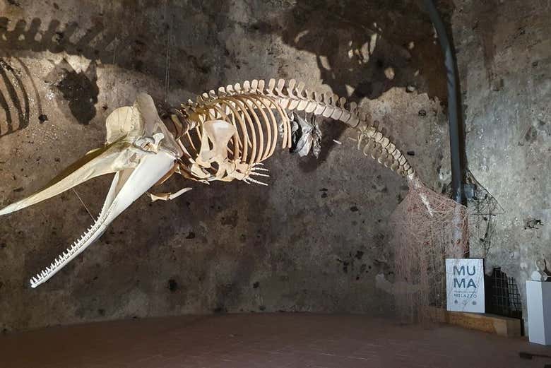 Squelette de poisson préhistorique au musée MuMa