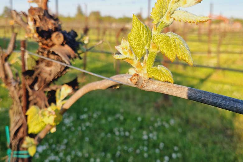 Détail des vignes