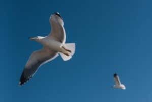 Gaivotas sobrevoando a embarcação