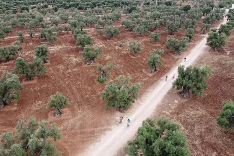 La campagna di Monopoli dall'alto