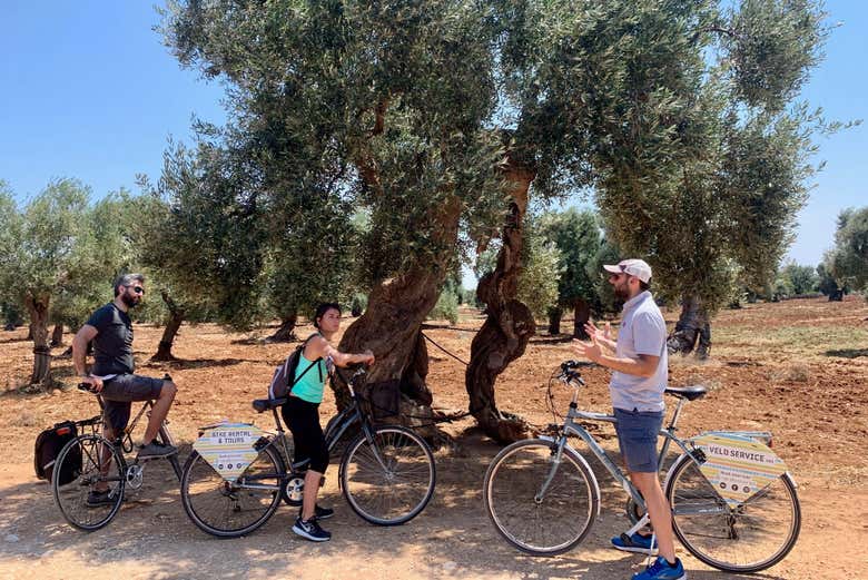 Un gruppo di bici acanto a un olivo