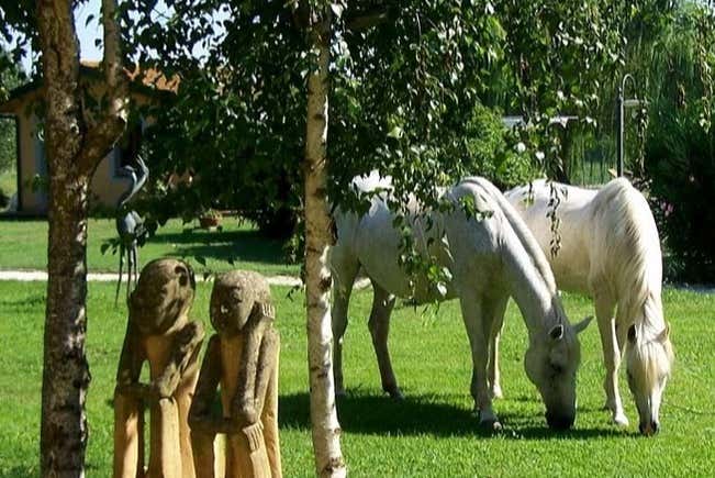 Go horseback riding at the Padule di Fucecchio Natural Reserve