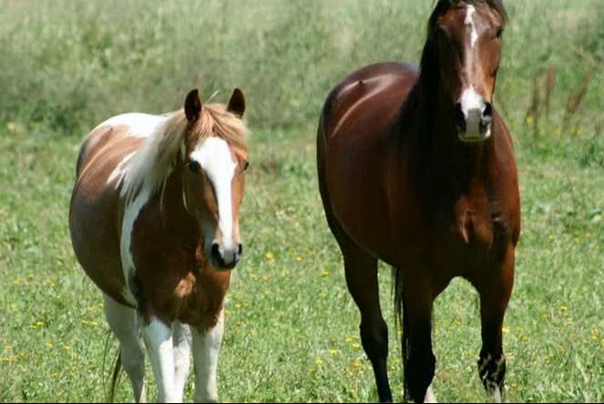 Make friends with the locals!