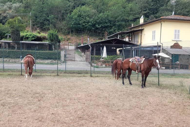 Rancho donde se encuentran los caballos
