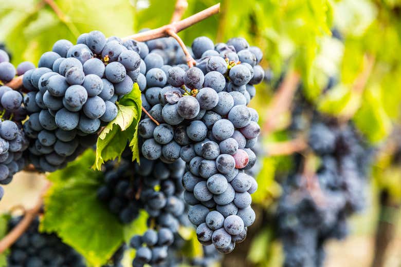Contemplez les vignobles