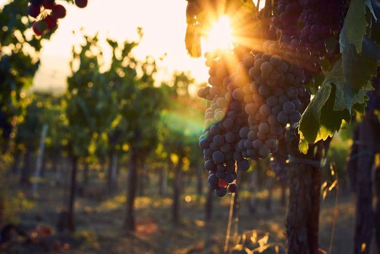 Maturation du raisin dans les vignobles
