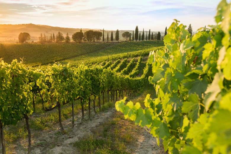 Explorez les vignobles
