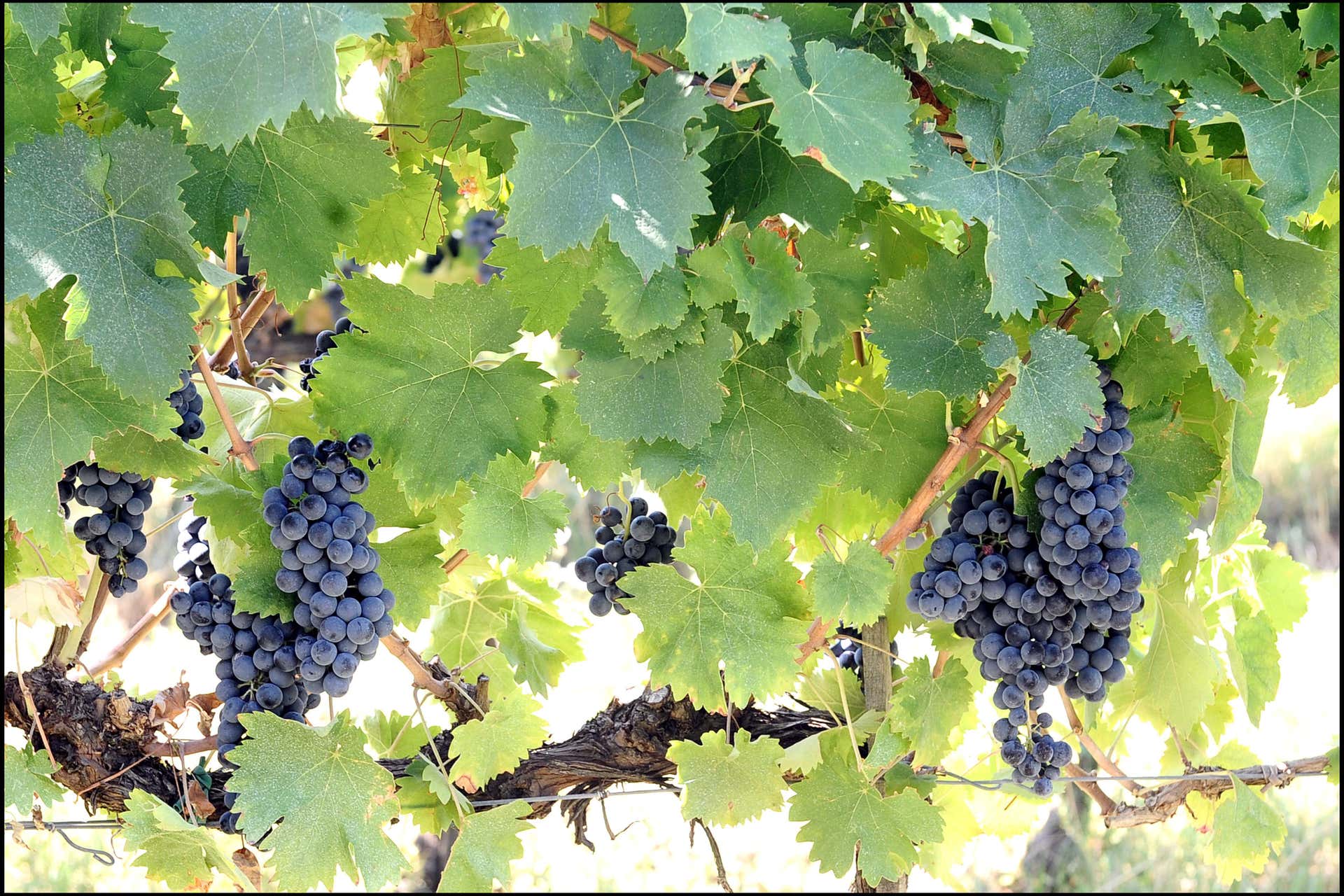 Visita guidata di una cantina con degustazione