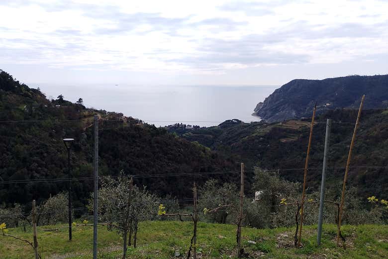 Pedal among vineyards