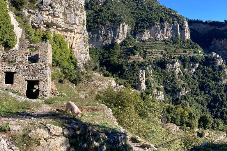 La naturaleza que rodea el Sendero de los Dioses