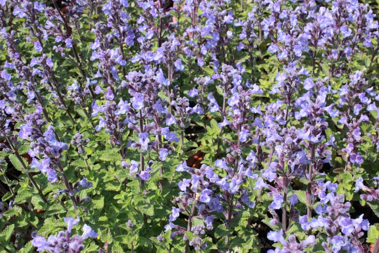 Uma das ervas usadas para licores amargos