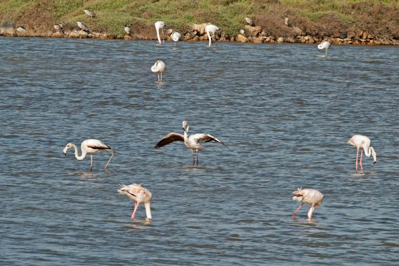 Flamencos en la Reserva Natural de Vendicari