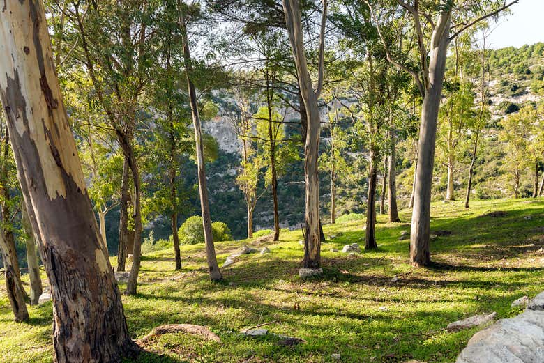Admirando la naturaleza
