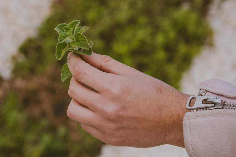 Uma das plantas aromáticas da destilaria