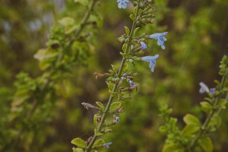 Você vai adorar o aroma!