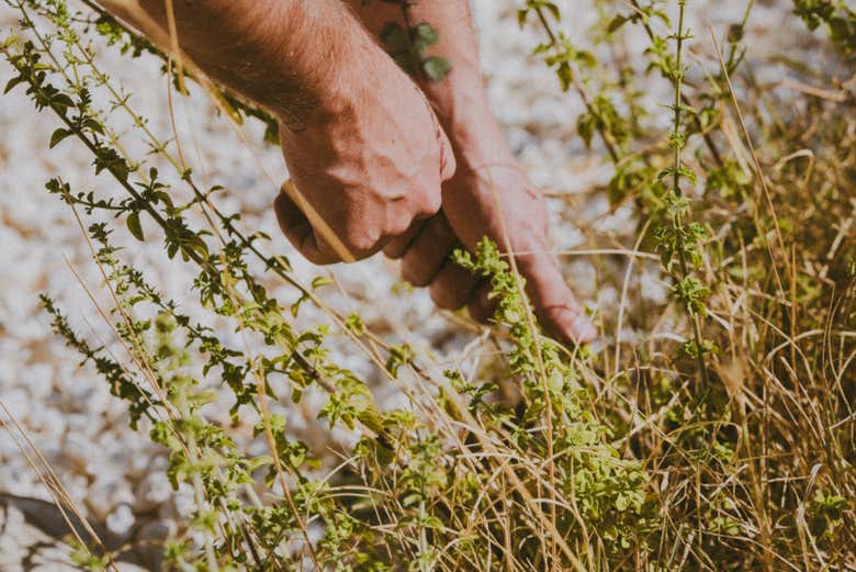 Colhendo algumas ervas aromáticas
