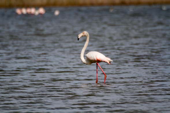 Senderismo por la Reserva Natural de Vendicari