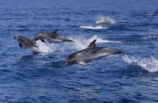 Observation de dauphins sur l'île de Figarolo