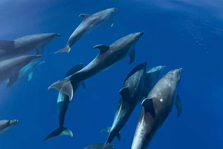 Avistamiento de delfines