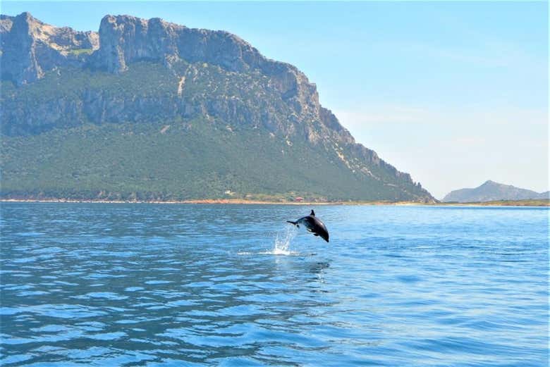 Un delfino che gioca saltando