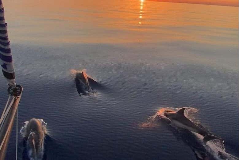 Delfines al atardecer