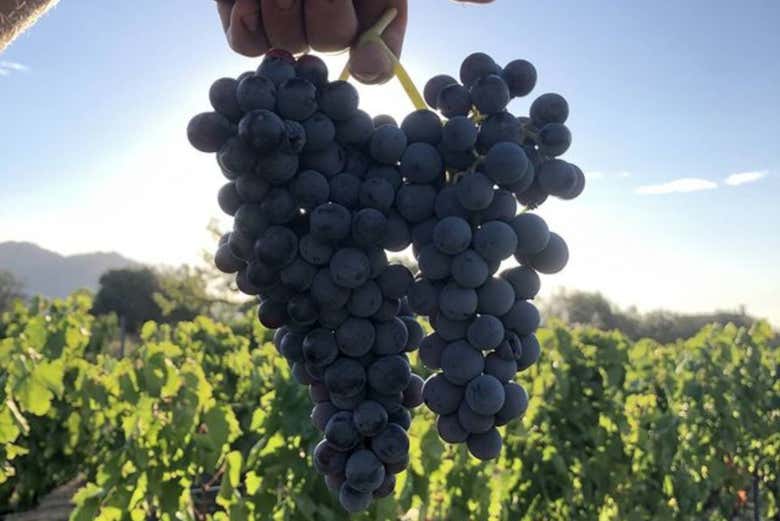 Racimo de uvas
