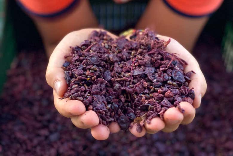 Uva di altissima qualità