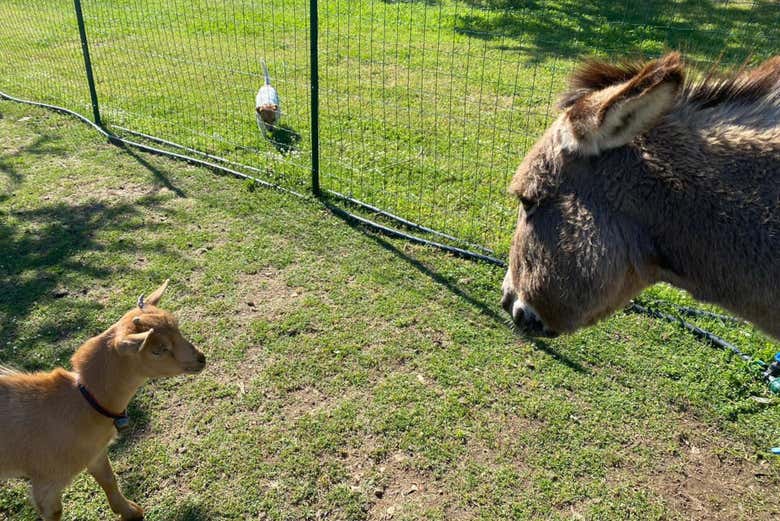 Animales de la granja