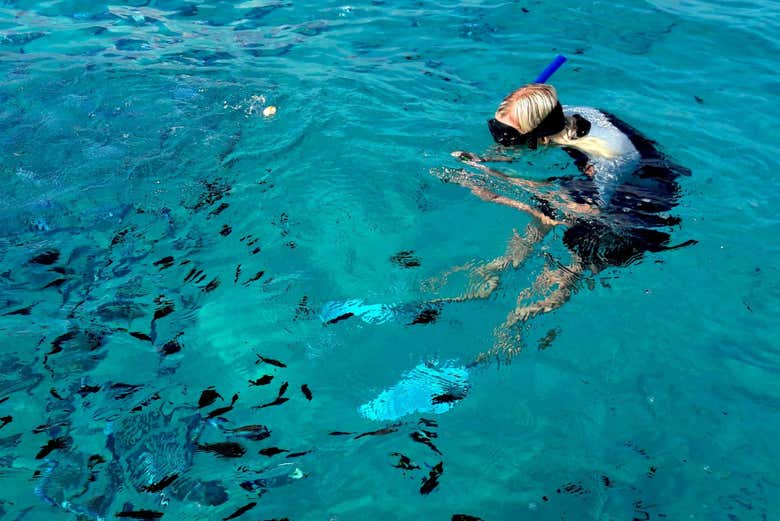Poissons autour d'un touriste à Tavolara