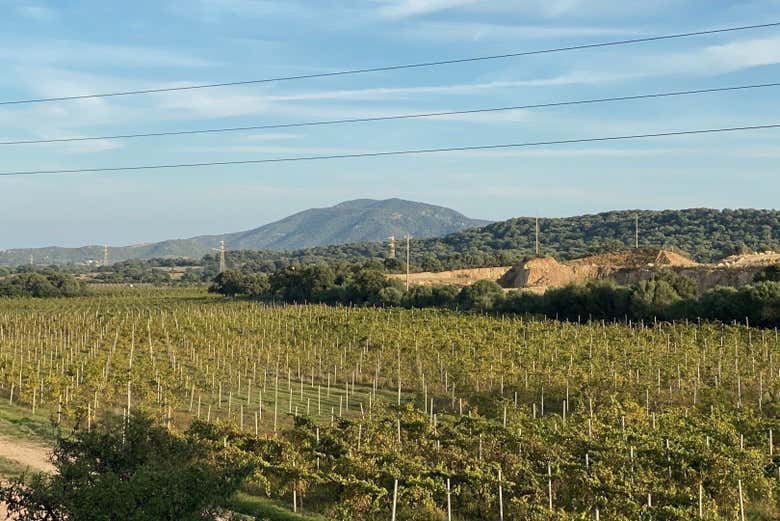 Admirez les vignobles dans les alentours d'Olbia