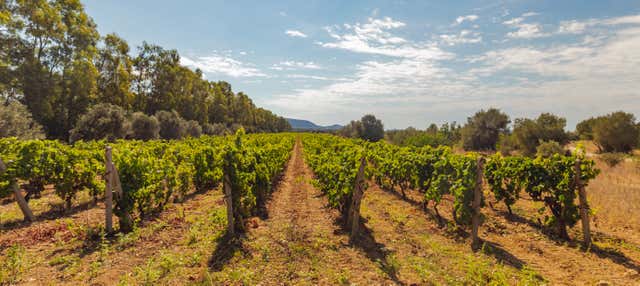 Tour do vinho por Olbia