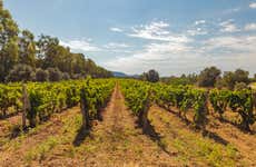 Tour del vino por Olbia