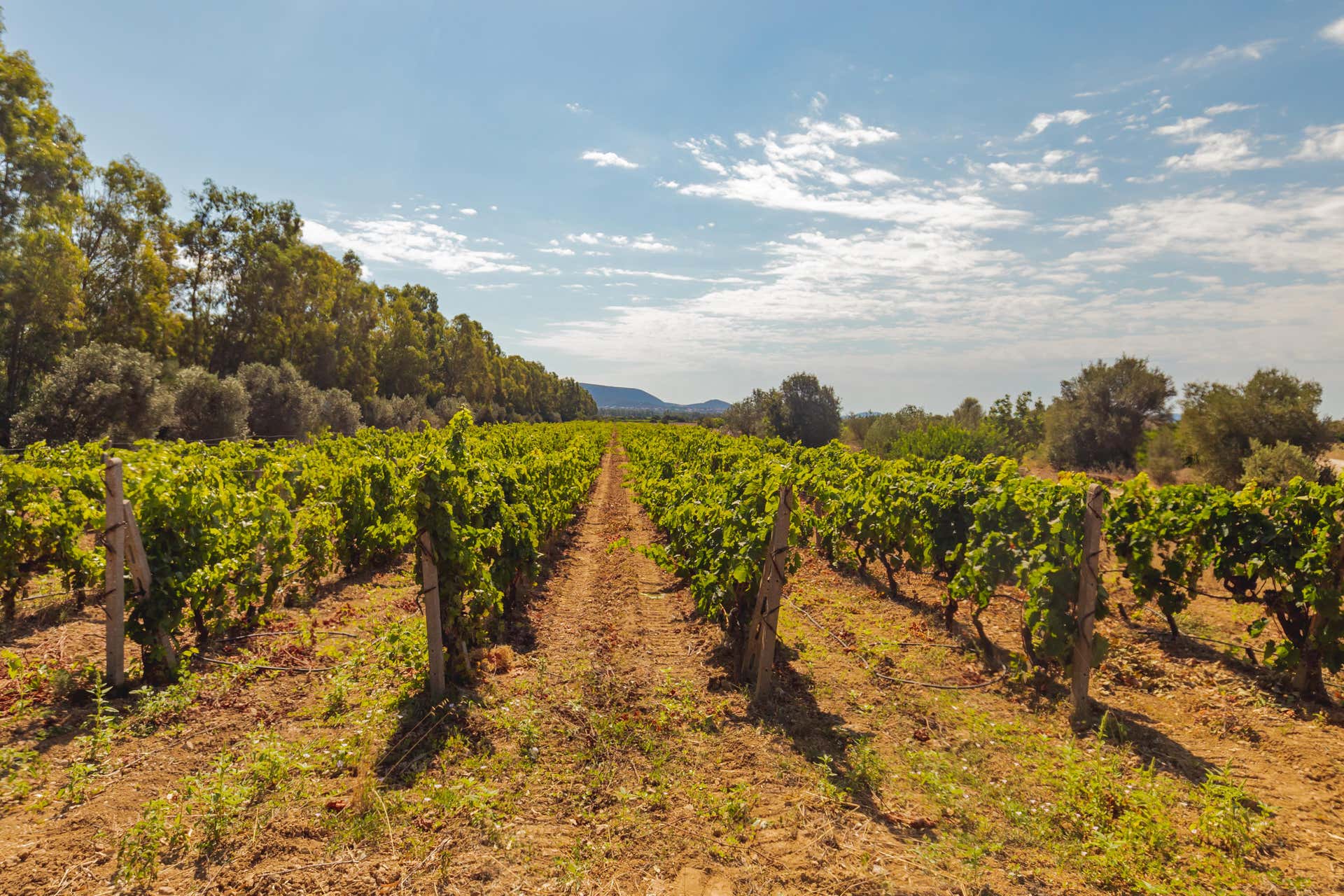 Tour del vino a Olbia