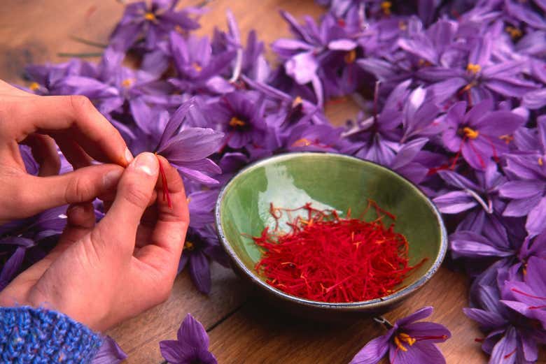 Sacando el azafrán de las flores