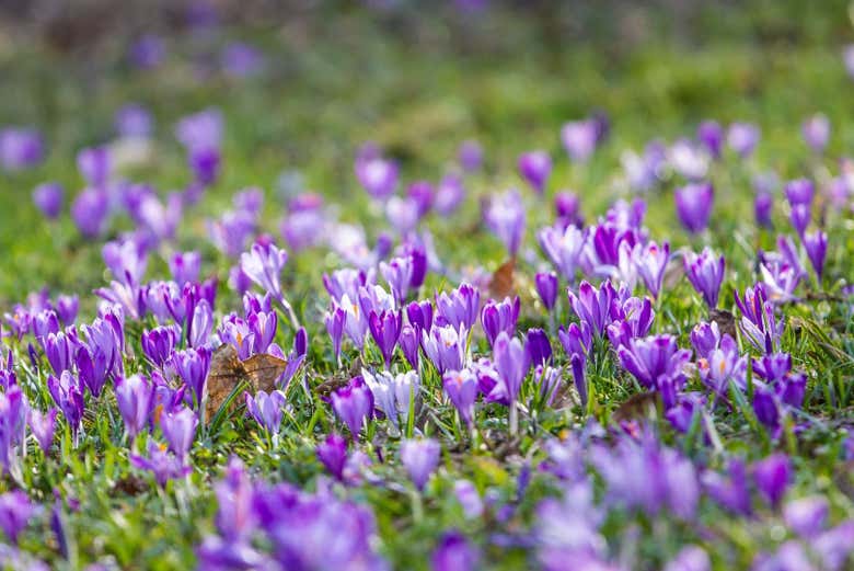 Campo de flores de azafrán