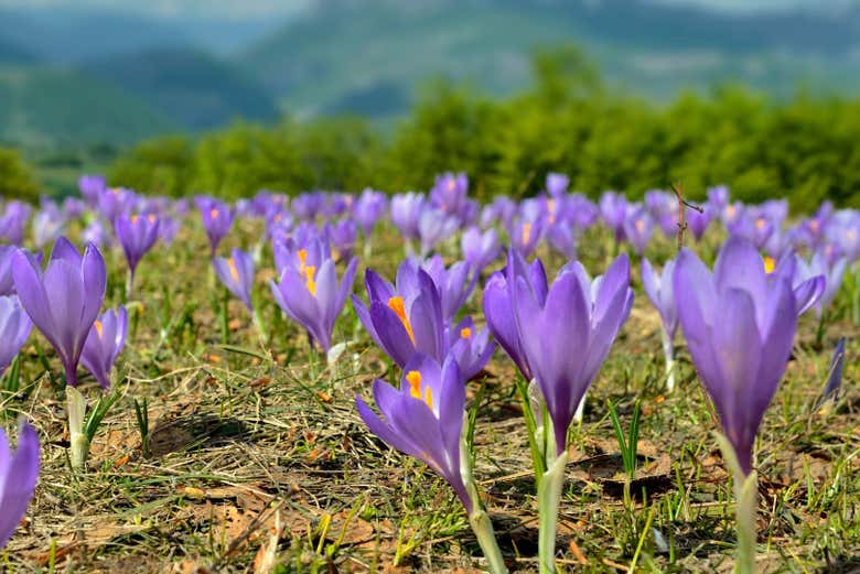 Flores de azafrán en Olmedo