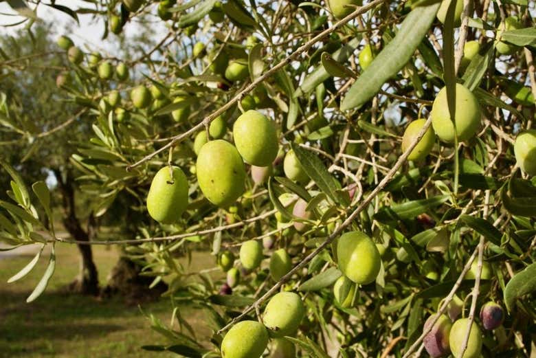 Oliviers à Oristano