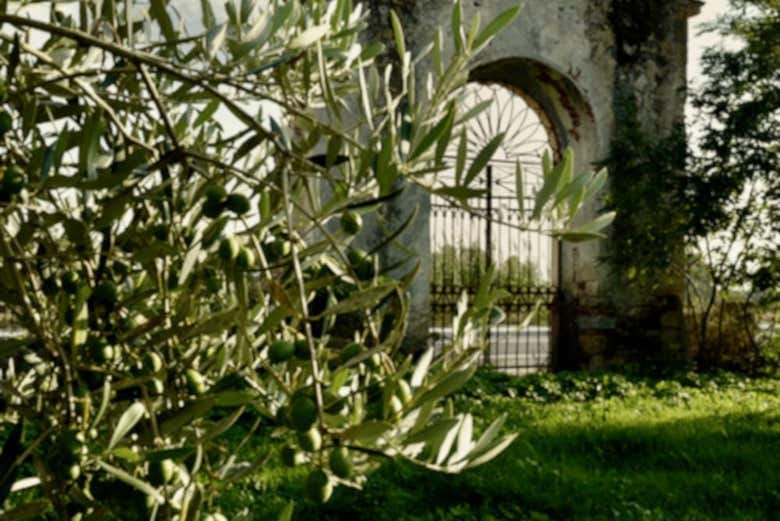 Oliveraie à Oristano