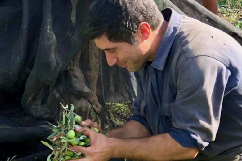 Cueillette des olives sur l'olivier