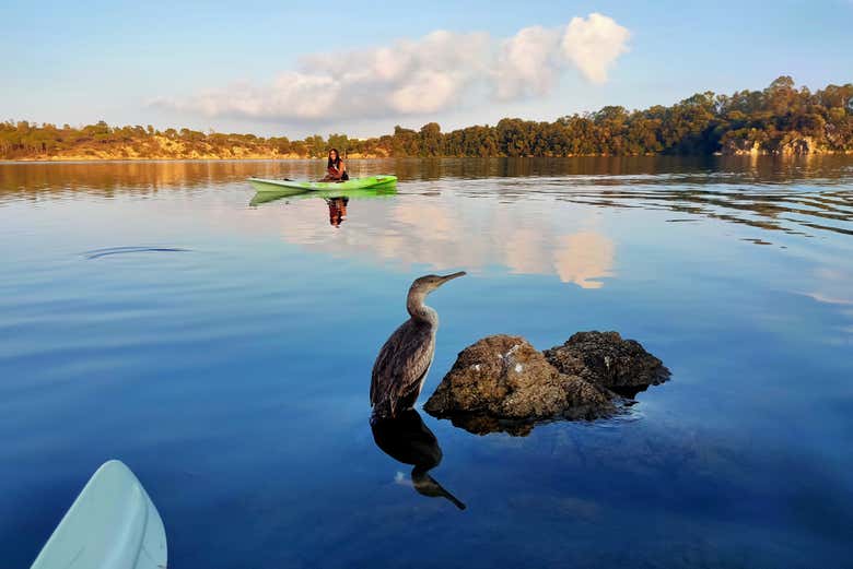 Contemplando la fauna local
