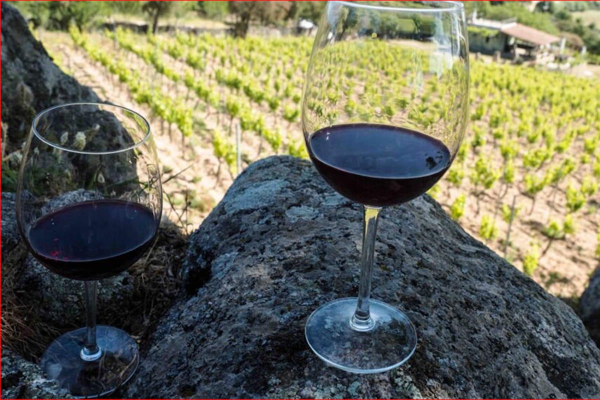 Degustando un copa de vino